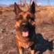 Xbox et Bethesda verse 10 000 dollars à une association animale en hommage à Canigou de Fallout 4